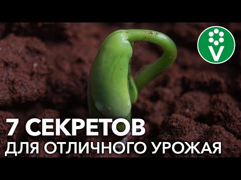 ФАСОЛЬ СПАРЖЕВАЯ, ВЬЮЩАЯСЯ, СТРУЧКОВАЯ: все секреты посадки для большого урожая!
