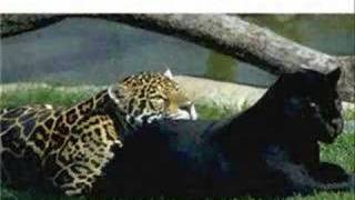 Extremoduro-No me calientes que me hundo