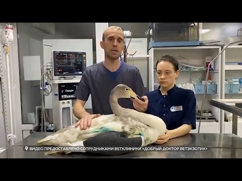 Травмированного лебедя с АБ в Бийске удалось поймать и доставить к волонтёрам-ветеринарам в Барнаул