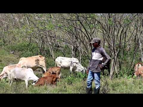 PROBOSQUE INAB YEPOCAPA, CHIMALTENANGO