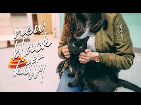 Adopting a Cat with FIV |  Cat Adoption Vlog & Cat Introduction