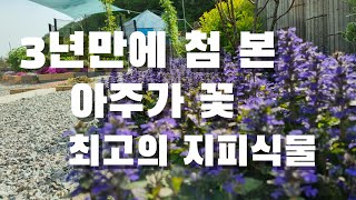 너무 예뻐서. 3년만에 첨 보는 아주가 꽃. 최고의 지피식물