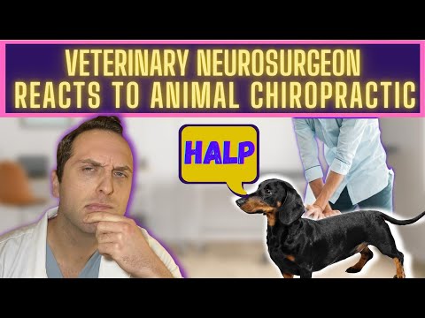 YouTube video about: How much does a dog chiropractor cost?