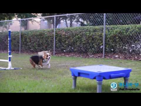 Agility training