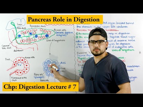 Pancreas and its functions