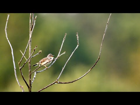 A greater whitethroat song (Curruca communis)