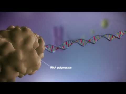 Transcrição gênica: do DNA ao RNA em 3D