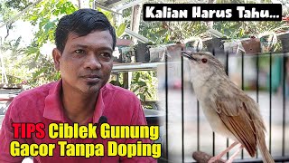 Download lagu HOW TO CARE FOR MOUNTAIN CABLEK BIRD SO IT COME OUT QUICKLY || CARE FOR MOUNTAIN CABLEK SO IT COM... mp3