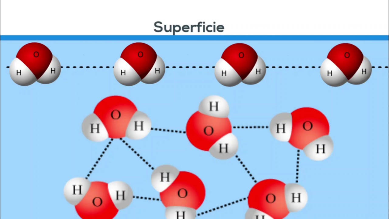 Tensión superficial y capilaridad - Física II - USAC