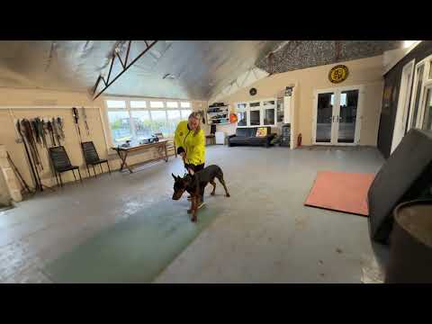 Chinese Red dog protection role play Dual criminal hold&bark