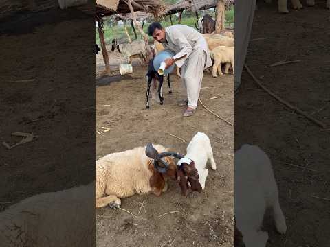 Lamb nag sy dar gy