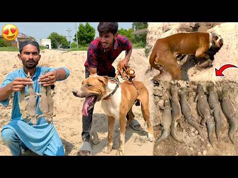 Bully Dog Badshah why did he hunt sandon with him 😱Sorry, I took him on Sunday