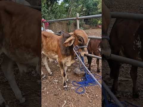 tiangue de Osicala, Morazán, El Salvador