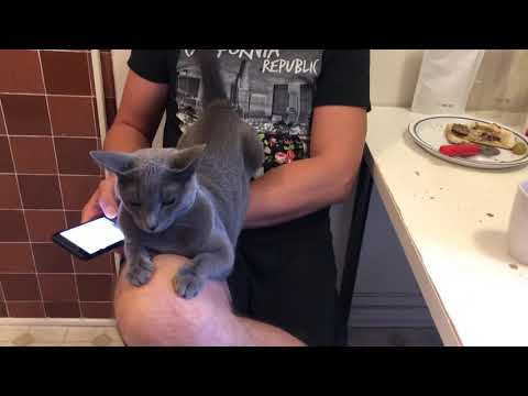 Russian Blue Lena is very affectionate