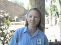 Daisy The Elephant Mp4