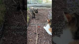 The other cat was so sweet 😭  #cat #cats #cutecat #catvideos @diorsatthedoor