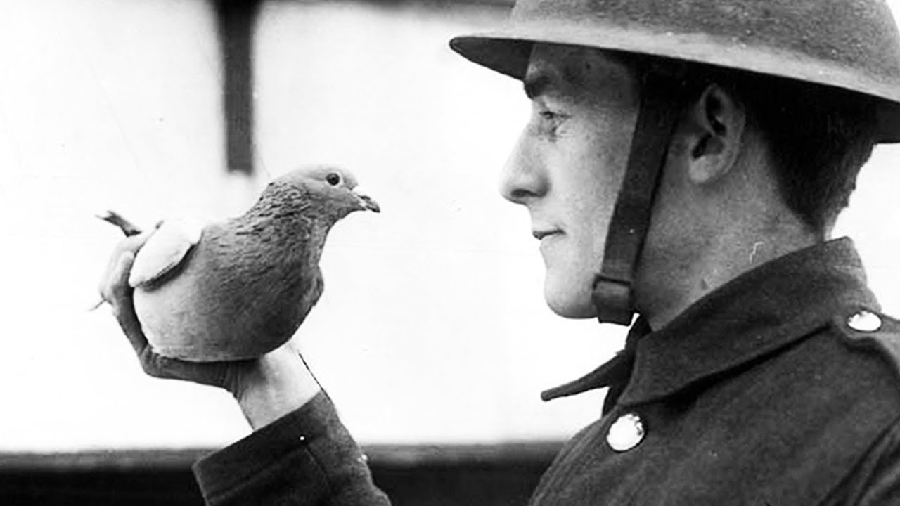 Le pigeon qui a sauvé la vie à 194 soldats pendant la guerre - HDG #9 - Mamytwink
