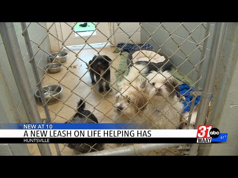 A New Leash on Life steps in to help Huntsville Animal Services with overcrowding
