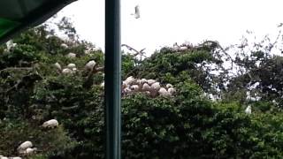 preview picture of video 'Black-headed ibis, cormorant, Egret at Ranganthittu Bird Sanctuary, Srirangapatna, Mysore'