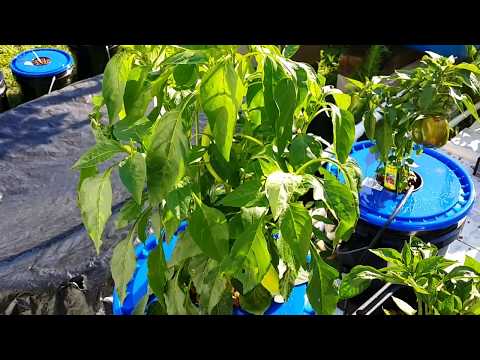 Hydroponic pepper update going from kratky to dwc ep 29