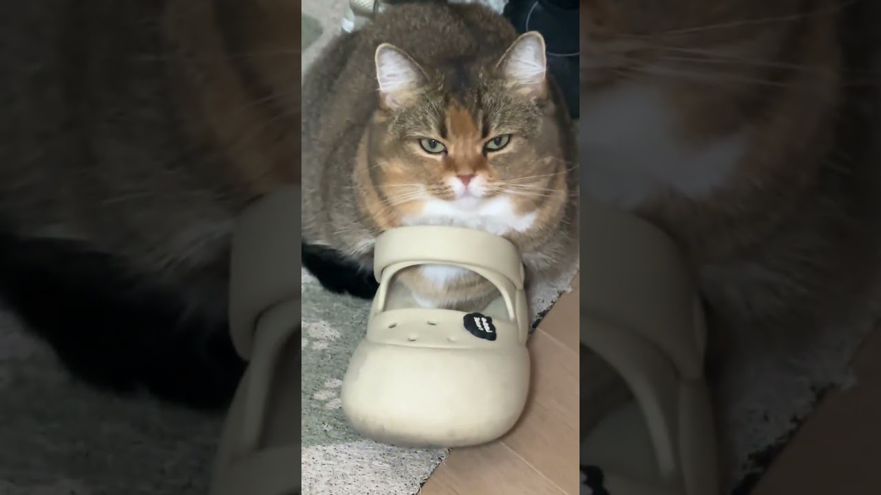 #gatos #gatosdoinstagram #frangobanana #gatogram #amantesdegatos #labubu #catlover