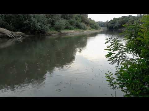 Rojenie podeniek, Latorica