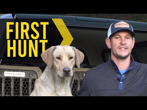 Dog's first hunting season