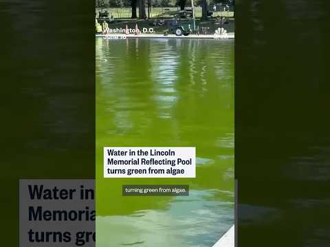 Water in Reflecting Pool turns green from algae