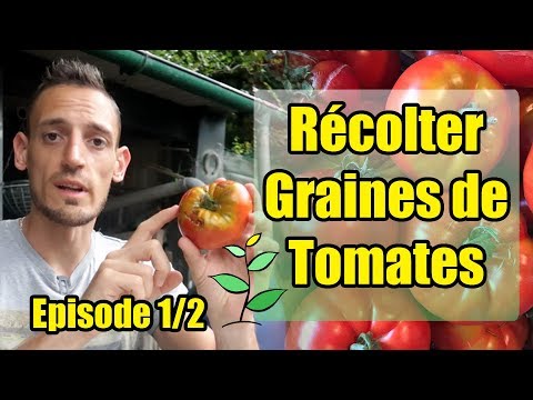 , title : 'Récolter, conserver et récupérer les graines de tomates [1/2]'