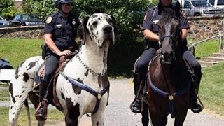 Great Dane Gentle Giant - Apollo of Dogs