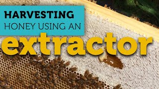 Honey Harvesting Made Easy: How to Use a Hand Crank Extractor | Backyard Beekeeping