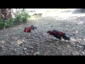 Ayam Pembunuh