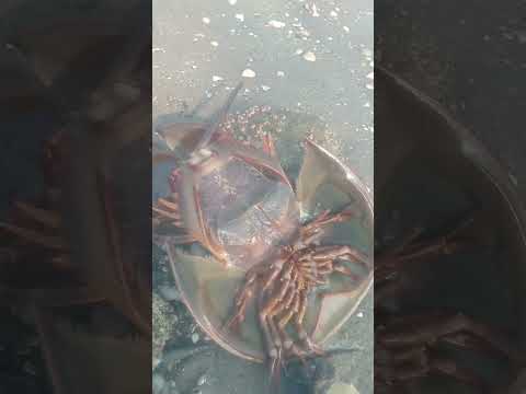 ada yang tau ini hewan laut apa..#pantai