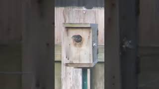 fledgling bluebirds