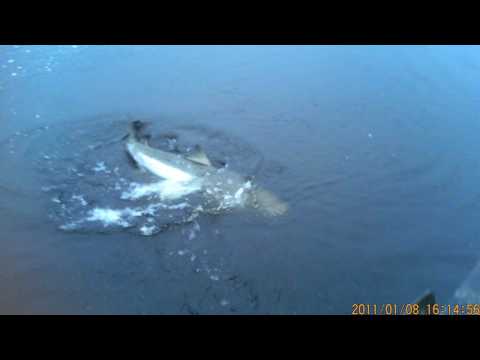 Tornionjoki. Avauslaskun 2016 lohi