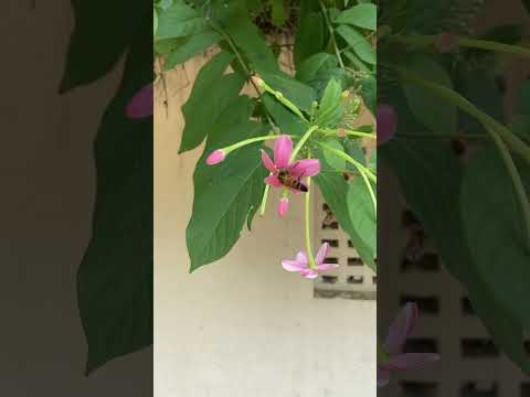 #honeybee #flowers #Fun #Mihika -#yakshika