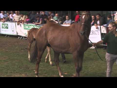 Lot 89   M14   Spanish Moon  Raflesia