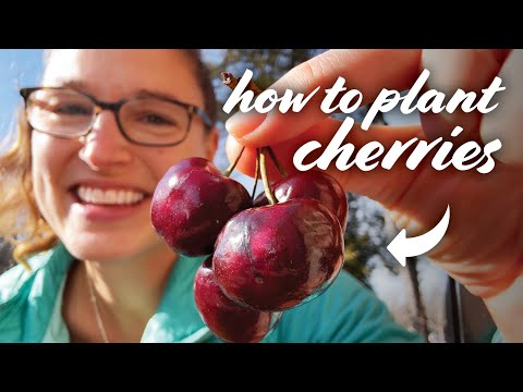 Cherry Tree Planting Guide: Varieties, Pollination, Growing & More!
