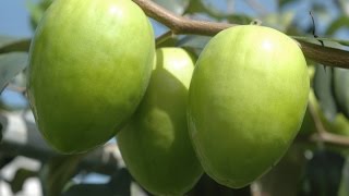 preview picture of video 'Ber, Chinee Apple, Jujube, Indian or Masau, apple of indian villagers'