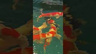 Download lagu A Day Inside China's Koi Paradise mp3