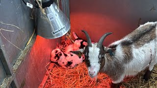 Lambing time challenges drive us round the bend!