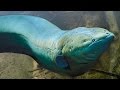 Big & Deadly ELECTRIC EELS - Amazon River Monsters