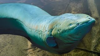Big &amp; Deadly ELECTRIC EELS - Amazon River Monsters