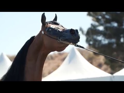 ⭐ ESPERANZZA AL VENTUR - EMBRYO RIGHT ⭐ (FA El Shawan x Honey's Delight RB) - STC AUCTION 2022