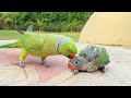 Talking Ringneck Parrot Greeting Baby Parrot