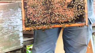 Italy, Veneto, Verona: Farmholiday Agriturismo Altobello B&B, sweet honey and sp