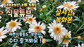 2025년 2월 5일 예쁜식물들 보면서  랜선으로  수다즐겨봐요. #양재꽃시장 #식물튜브 #식물아빠
