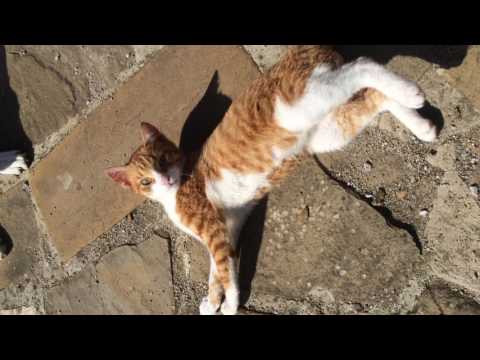 #ProjectAbundance - Drax MC Vlog - Part 11 (March 2017)