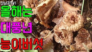 야생 버섯 넘버 원 능이버섯 산남자 올 능이 만나다~ 올해 풍년 예감 오이 꽃 버섯 식용 자연 건강 항암 m…