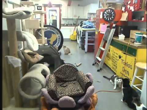 Octavia Scores 11-10-12